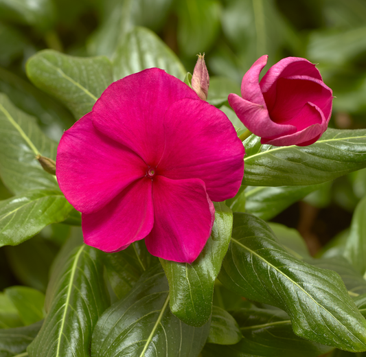 Vinca | 24 Count Vinca