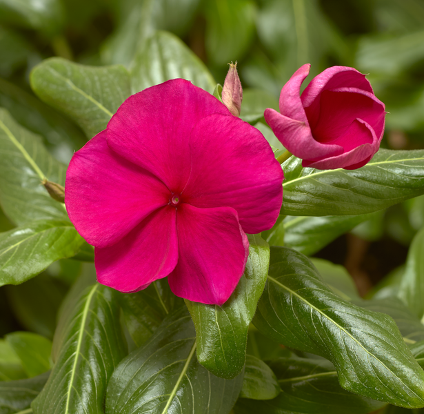 Vinca | Cora Vinca