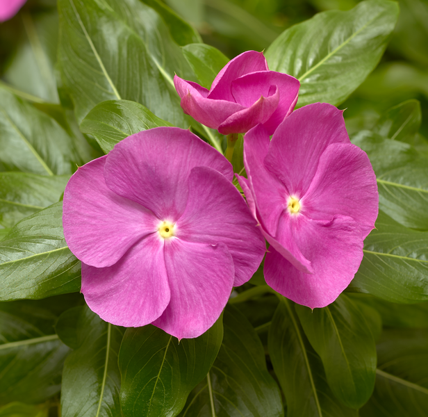 Vinca | Cora Vinca