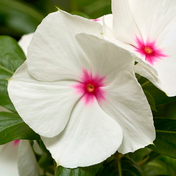 Vinca | Cora Vinca