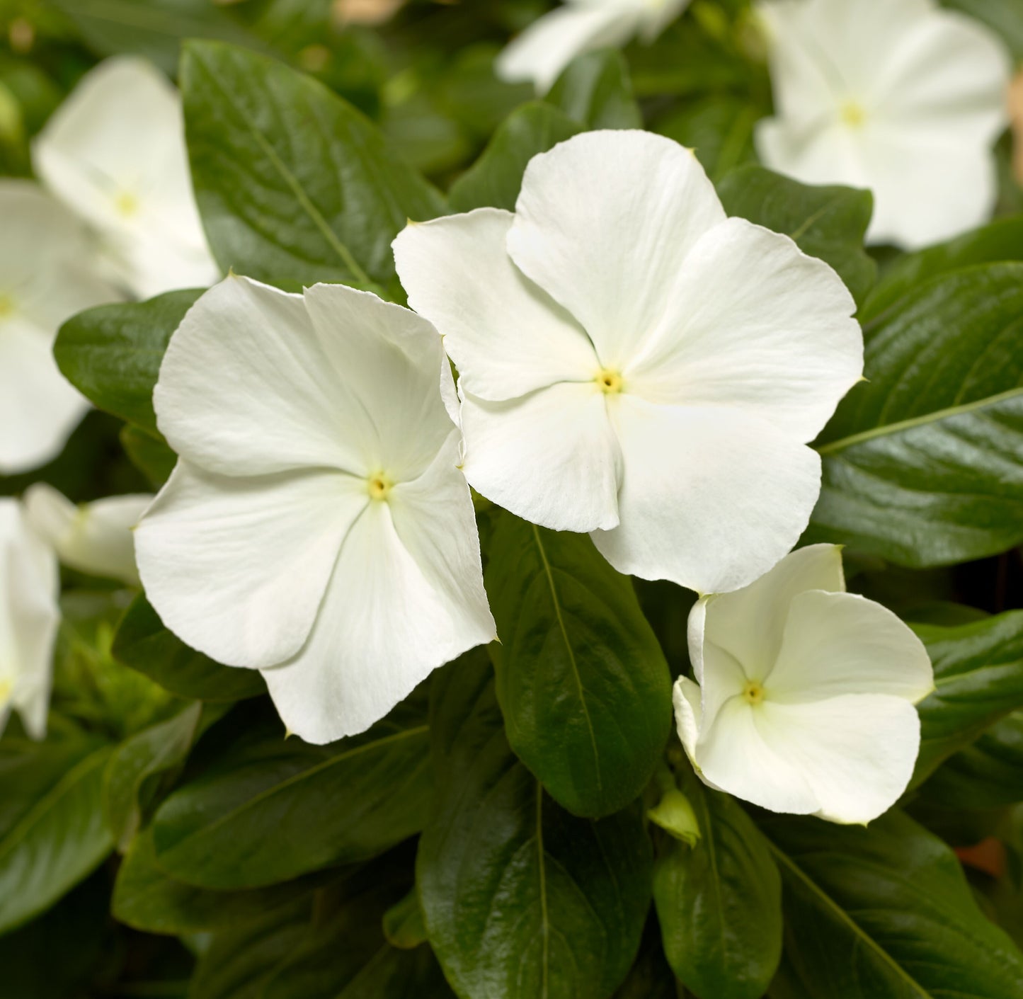 Vinca | Cora Vinca