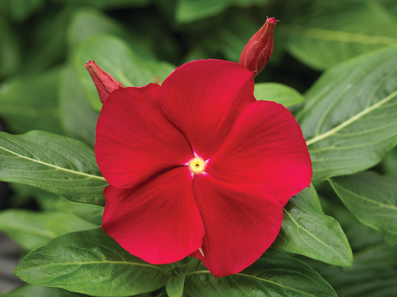 Vinca | Cora Vinca