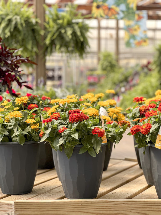 Zinnia | Zinnia Patio Pot