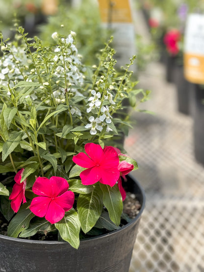 Angelonia | $20 Patio Pot Combination