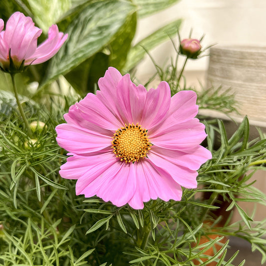 Cosmos | $6 Pollinator Favorites