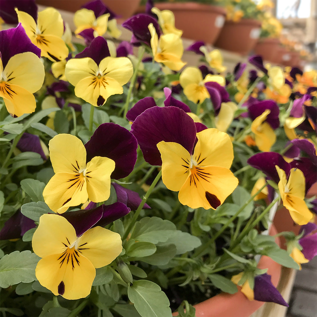 Viola | Sorbet XP Viola