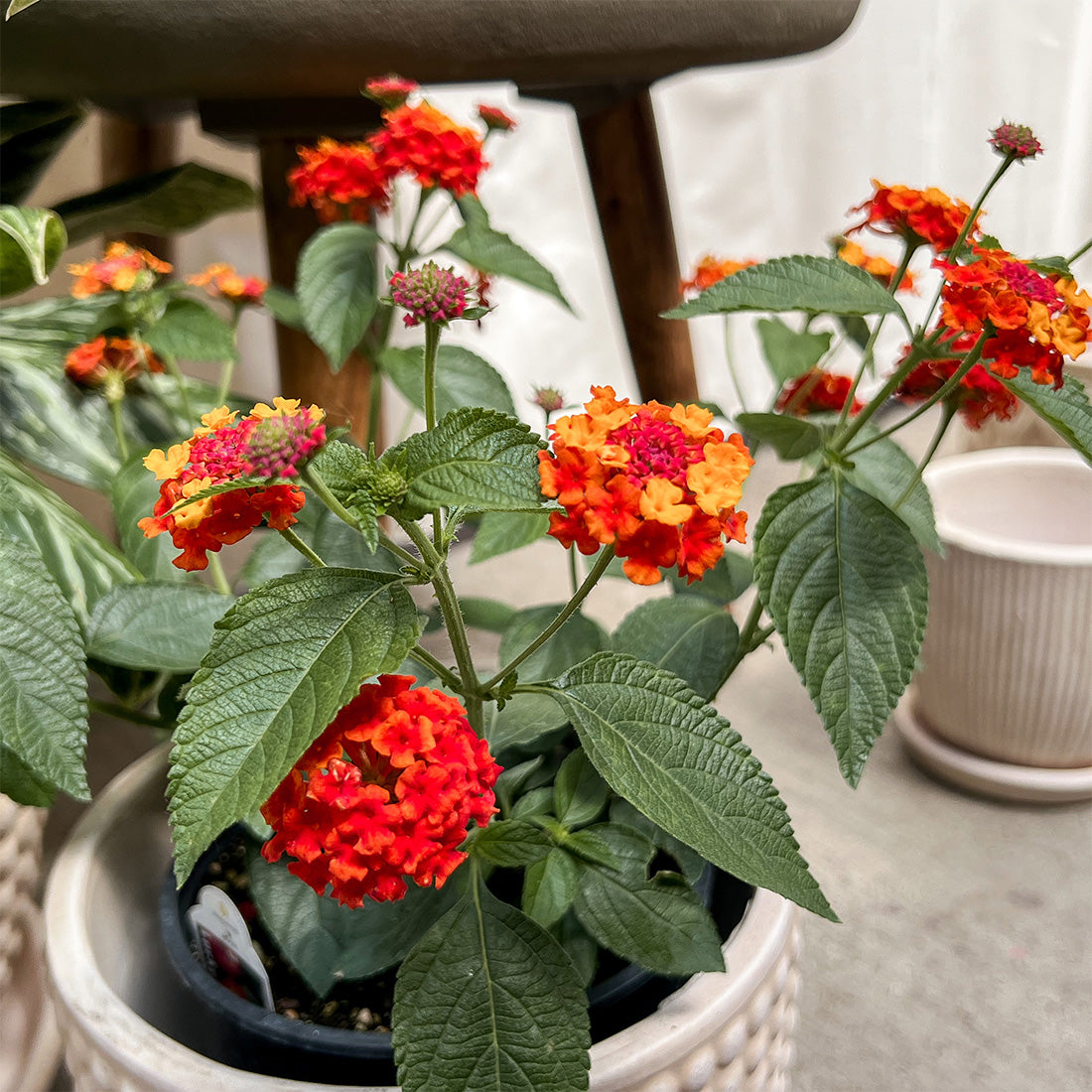 Lantana | Lucky Lantana