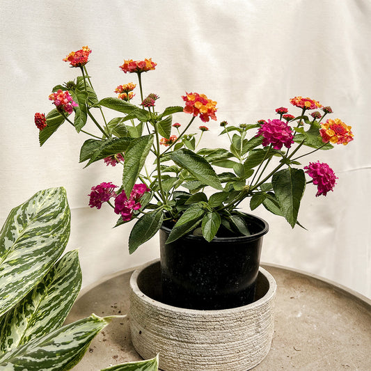 Lantana | $6 Pollinator Favorites