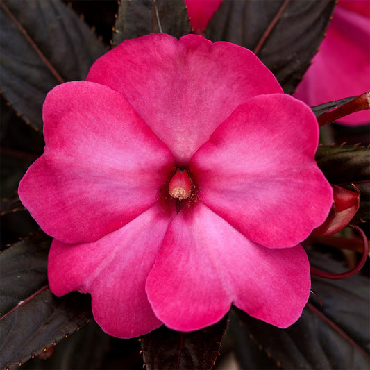 Impatiens | New Guinea Impatiens