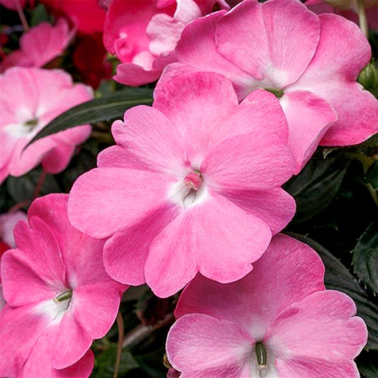 Impatiens | Sun Impatiens