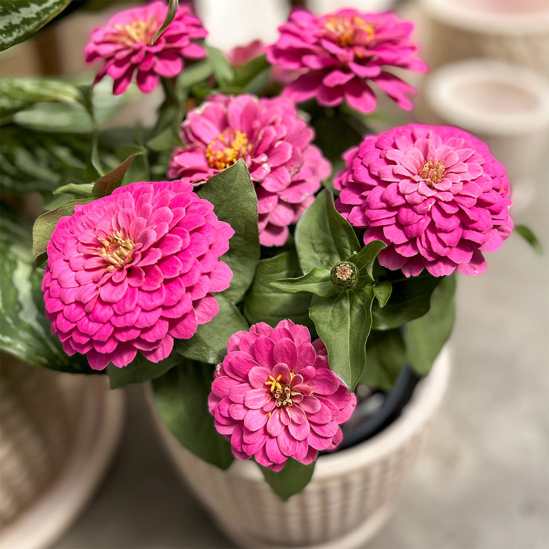 Zinnia | $6 Pollinator Favorites