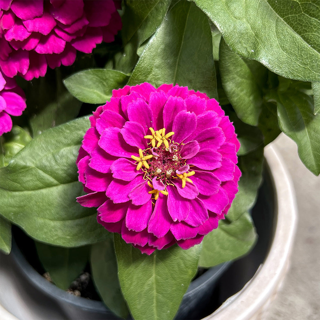 Zinnia | $6 Pollinator Favorites