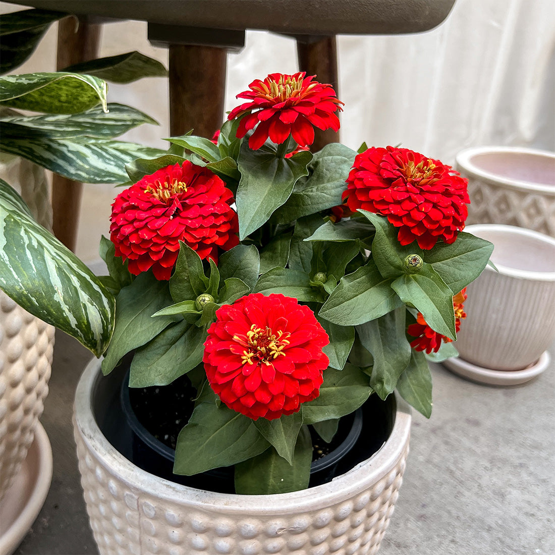 Zinnia | $6 Pollinator Favorites