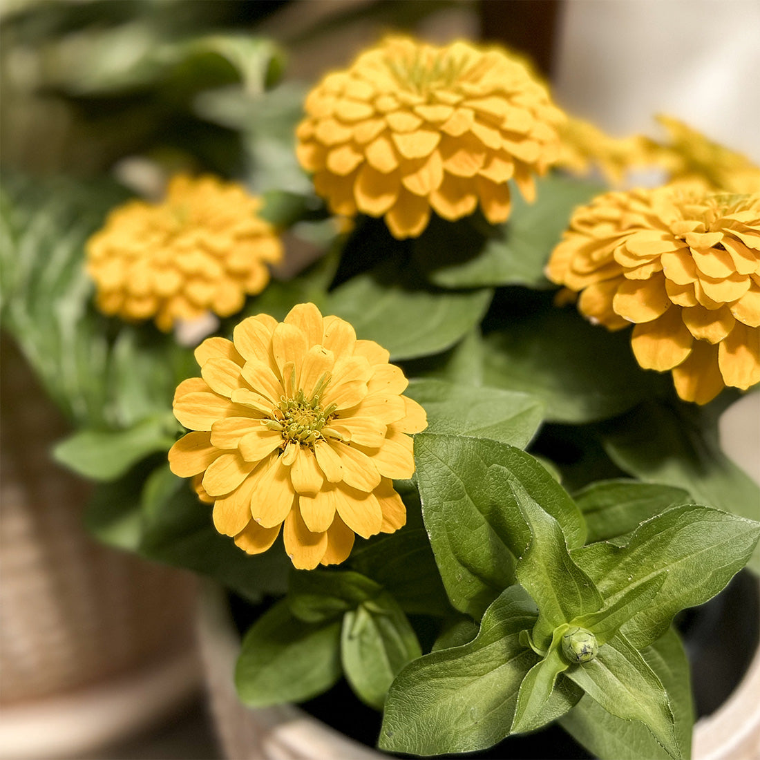 Zinnia | $6 Pollinator Favorites