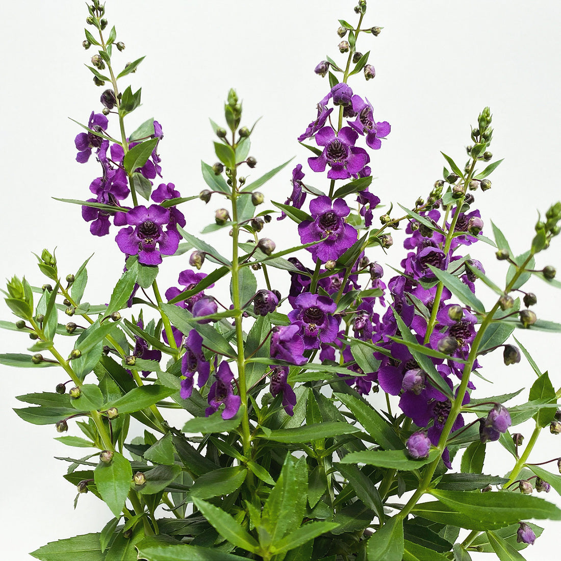 Angelonia | Archangel Angelonia