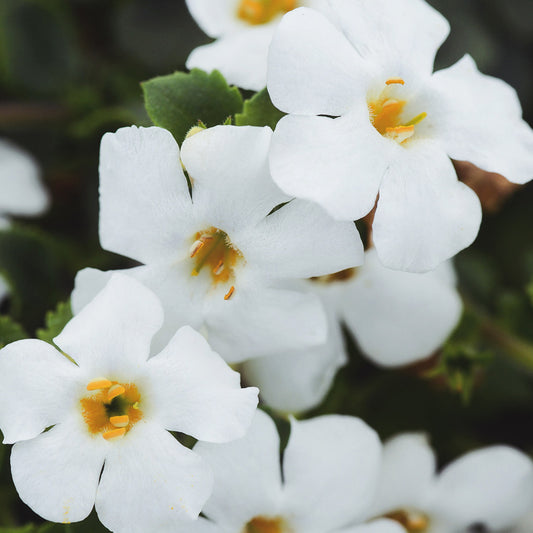 Bacopa | Megacopa Bacopa