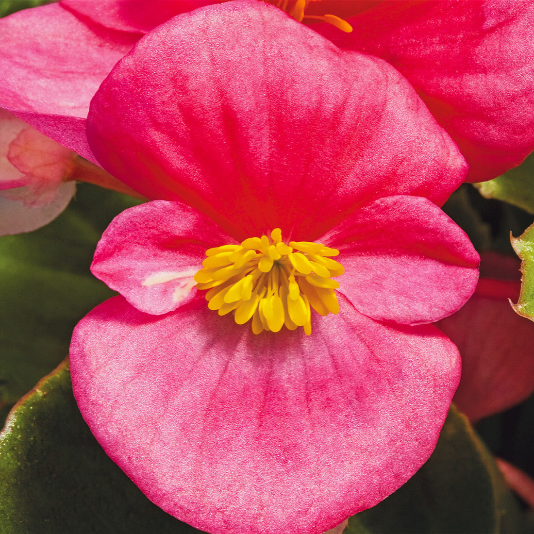 Begonia | 24 Count Begonias