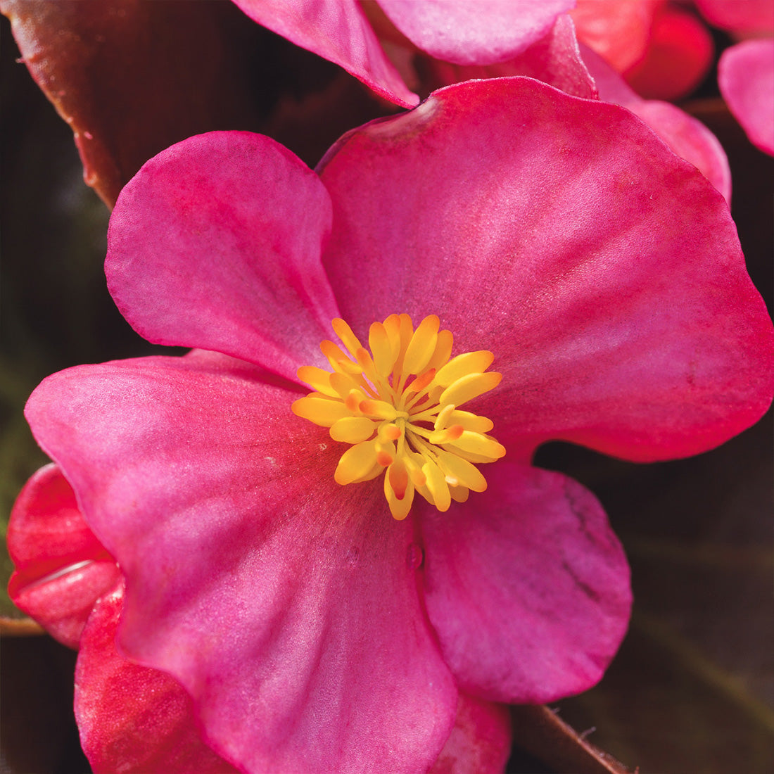 Begonia | 24 Count Begonias