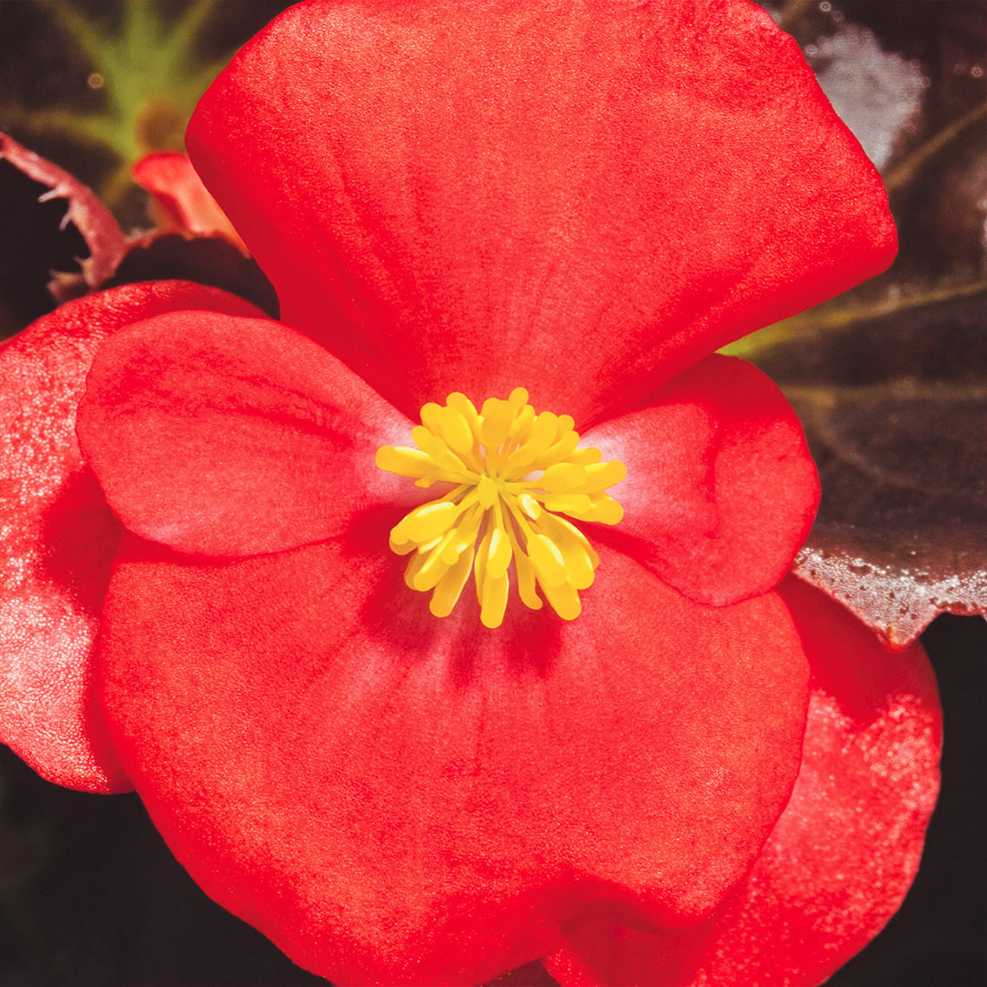 Begonia | 24 Count Begonias