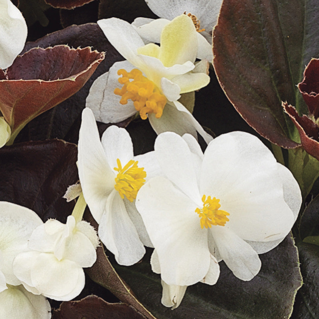 Begonia | 24 Count Begonias