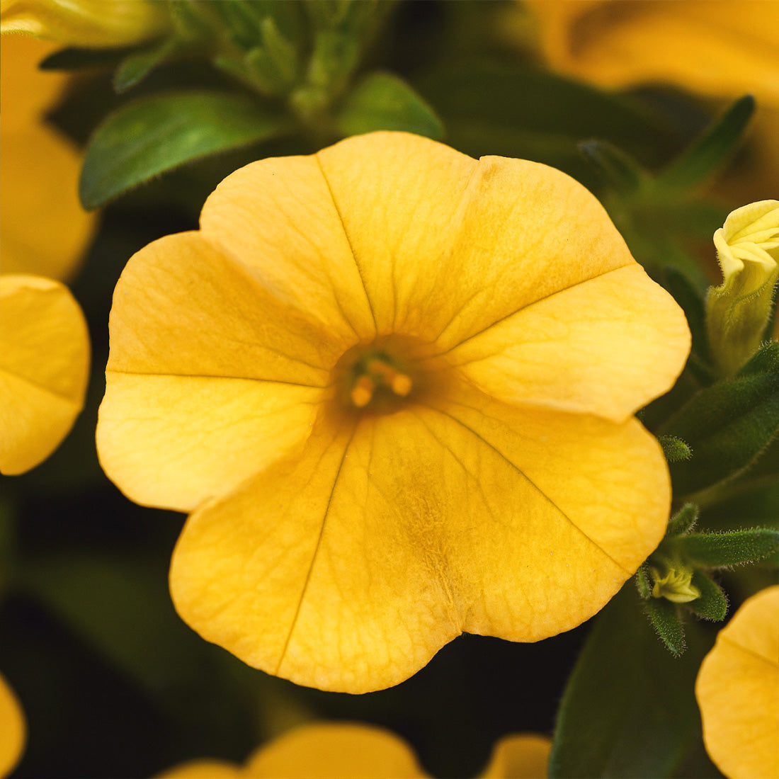 Calibrachoa | Calibrachoa Hanging Basket