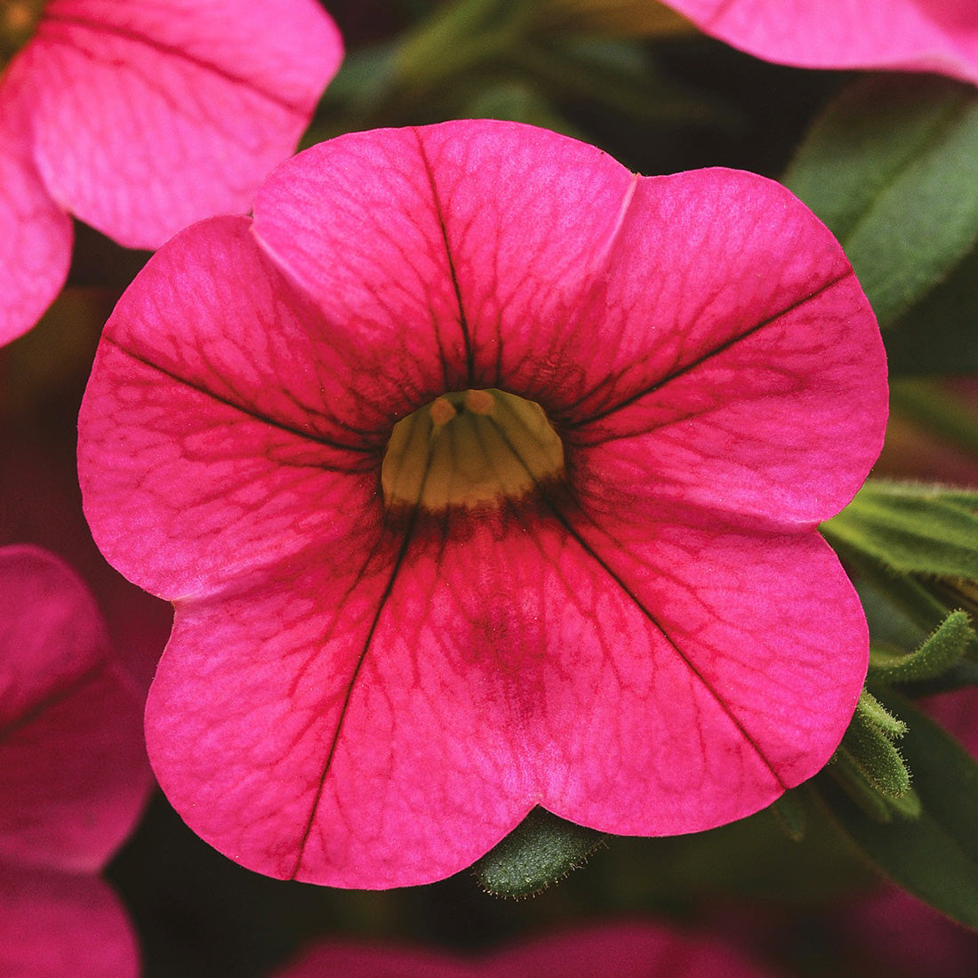 Calibrachoa | Calibrachoa Hanging Basket