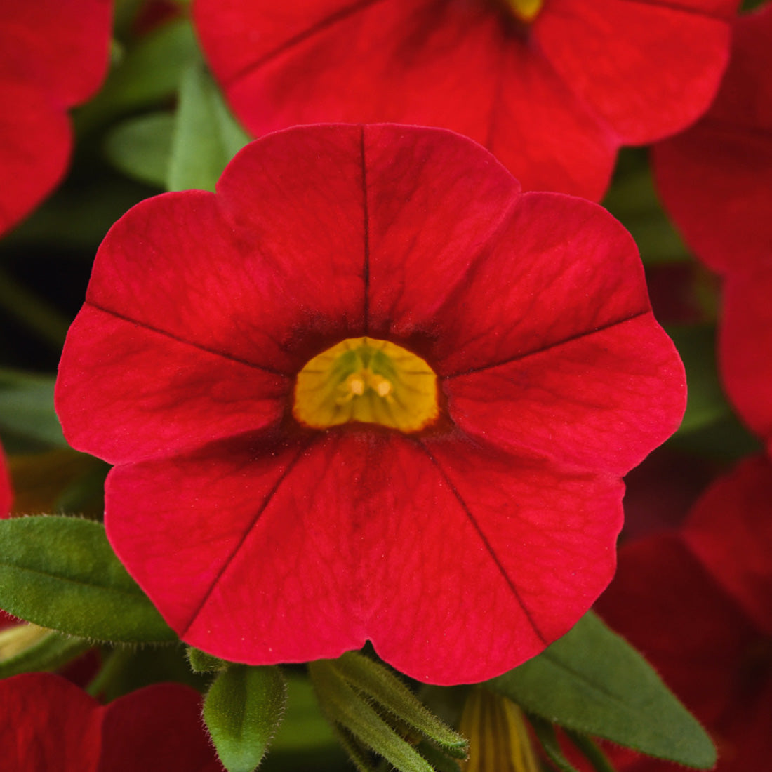 Calibrachoa | Calibrachoa Hanging Basket