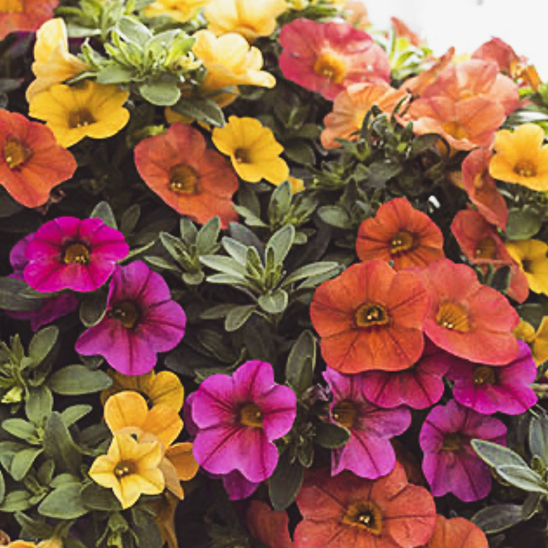 Calibrachoa | Calibrachoa Hanging Basket