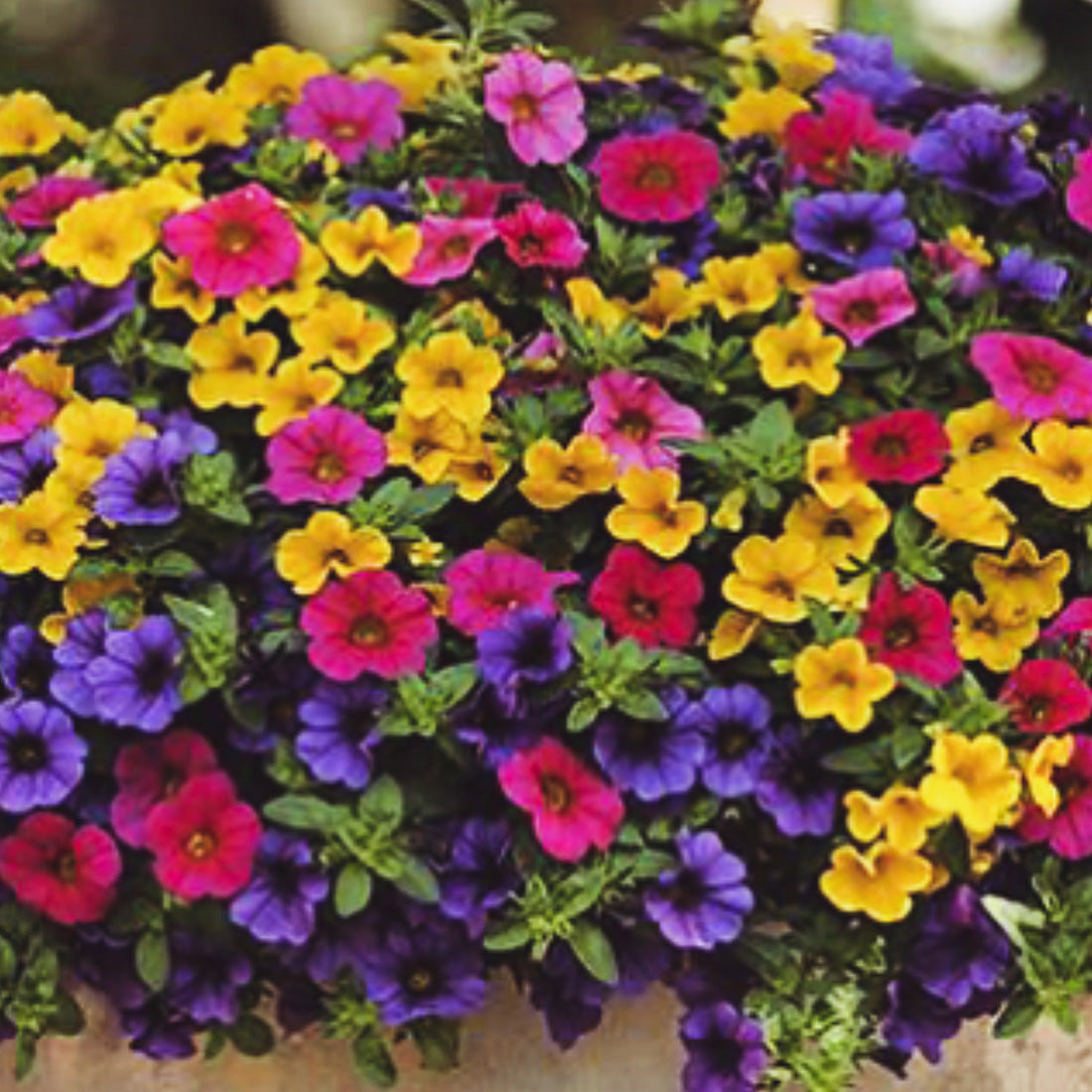 Calibrachoa | Calibrachoa Hanging Basket