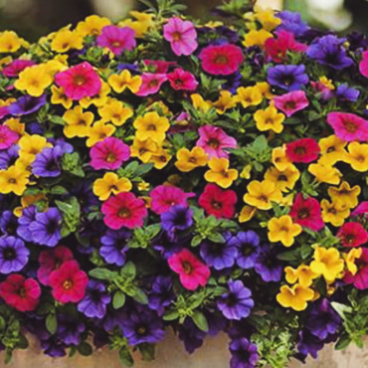 Calibrachoa | $12 Basket