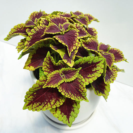 Coleus | ChargedUp Coleus