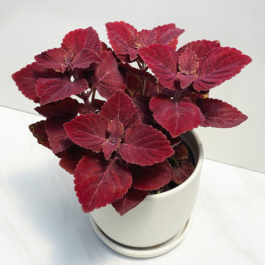 Coleus | Ignite Coleus