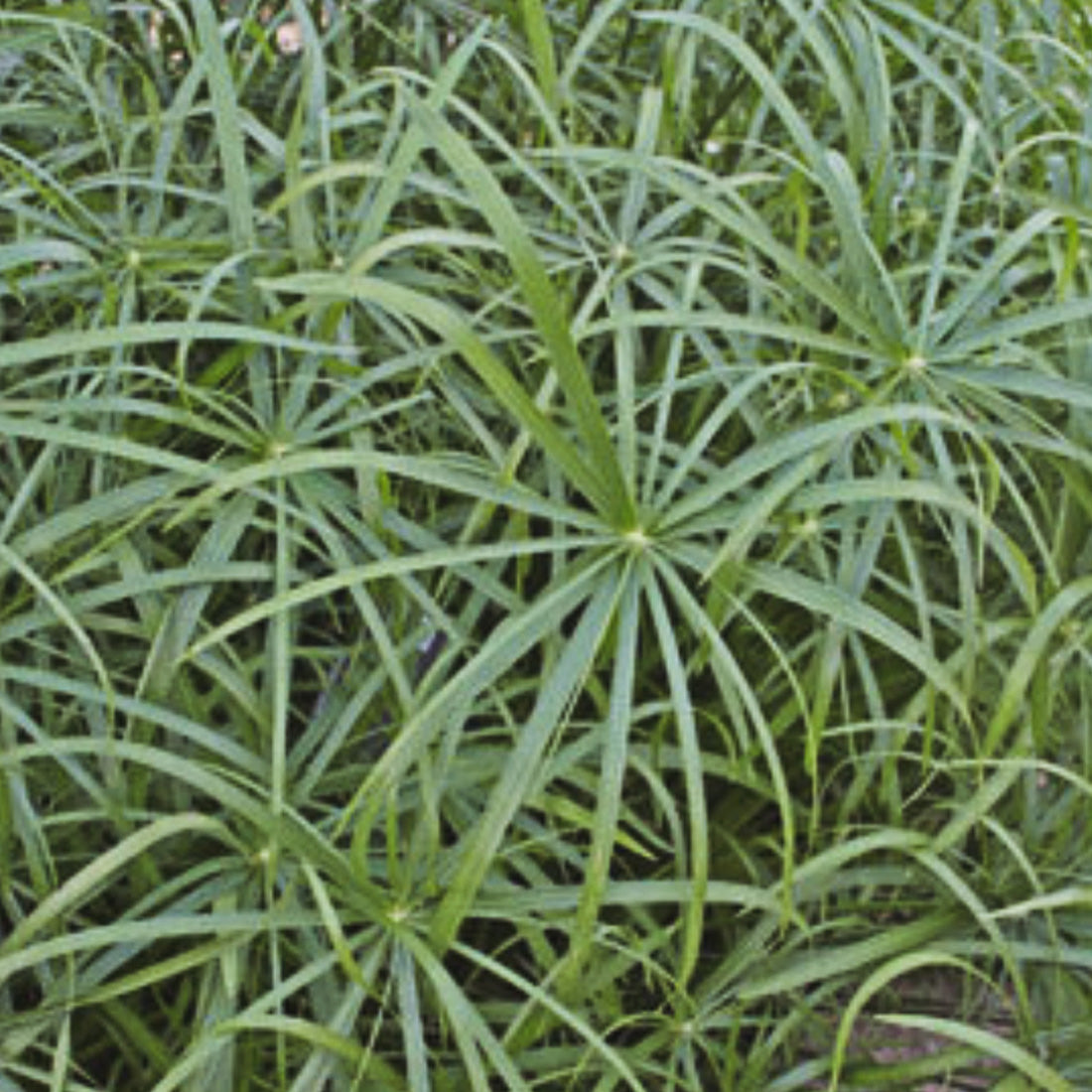 Cyperus | Papyrus Grass