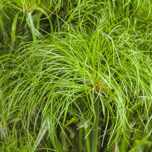 Cyperus | Papyrus Grass