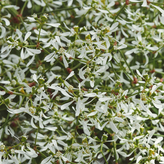 Euphorbia | Beathless Euphorbia