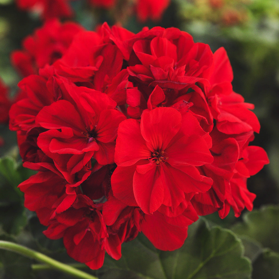 Geranium | Geranium