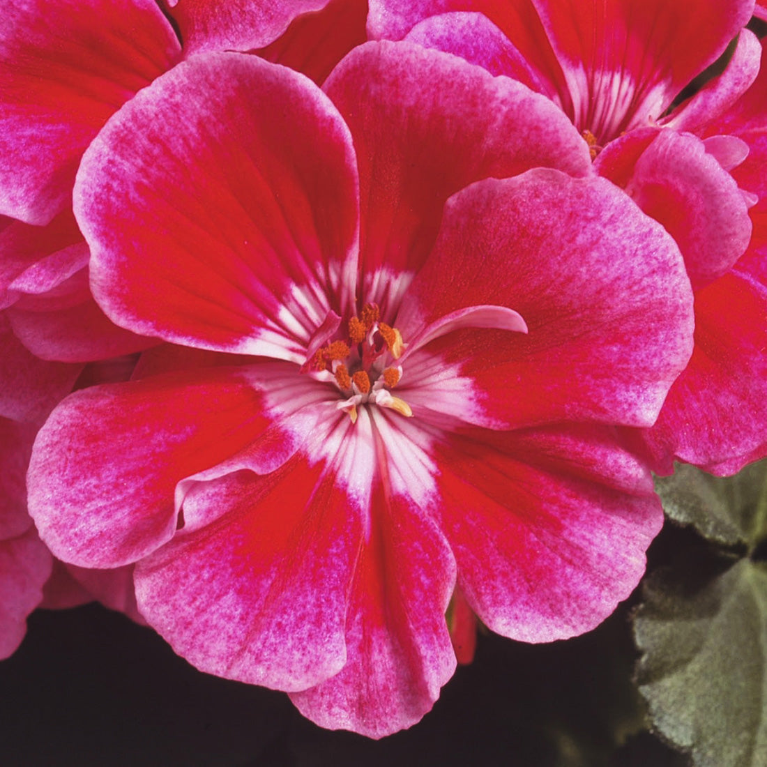 Geranium | Geranium