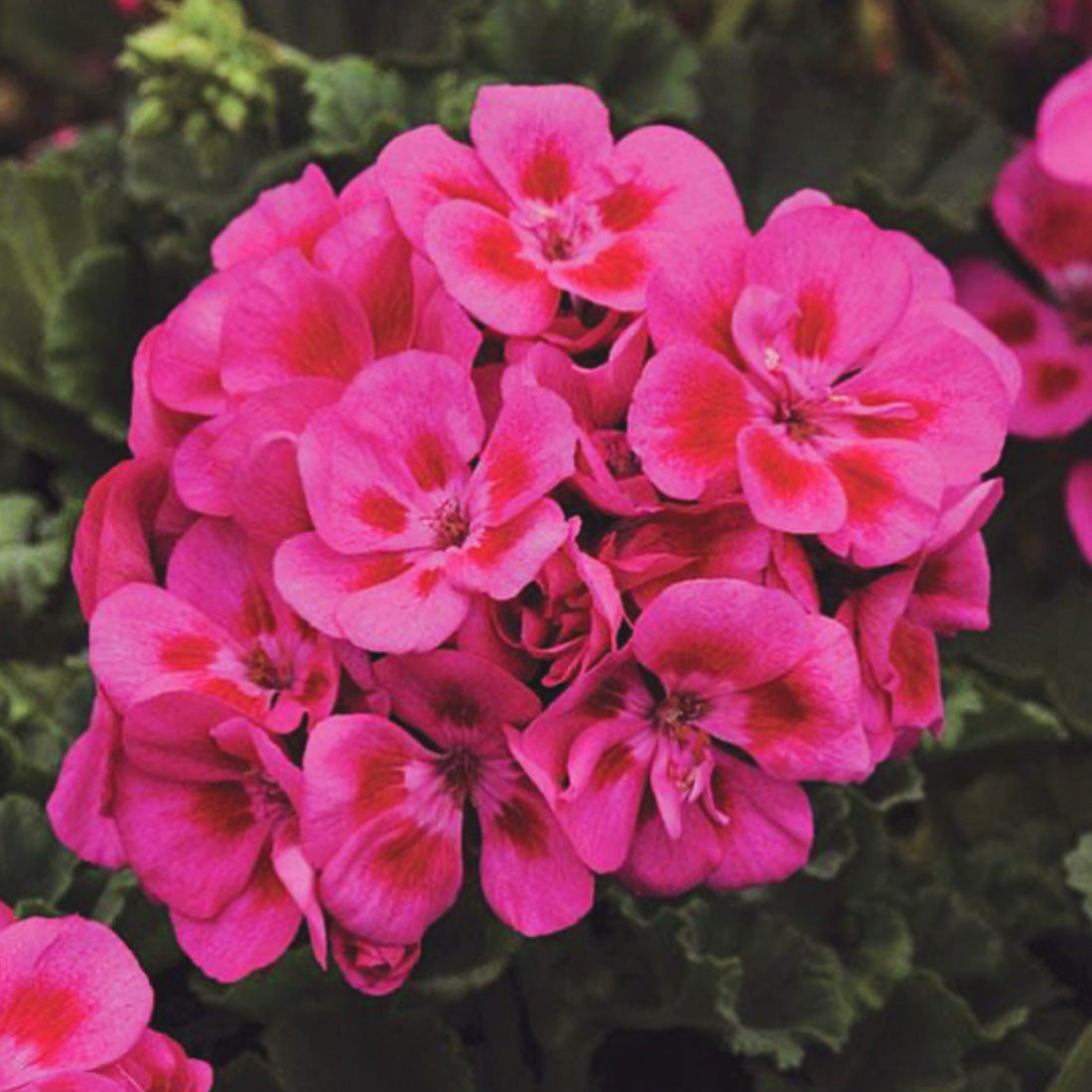 Geranium | Geranium