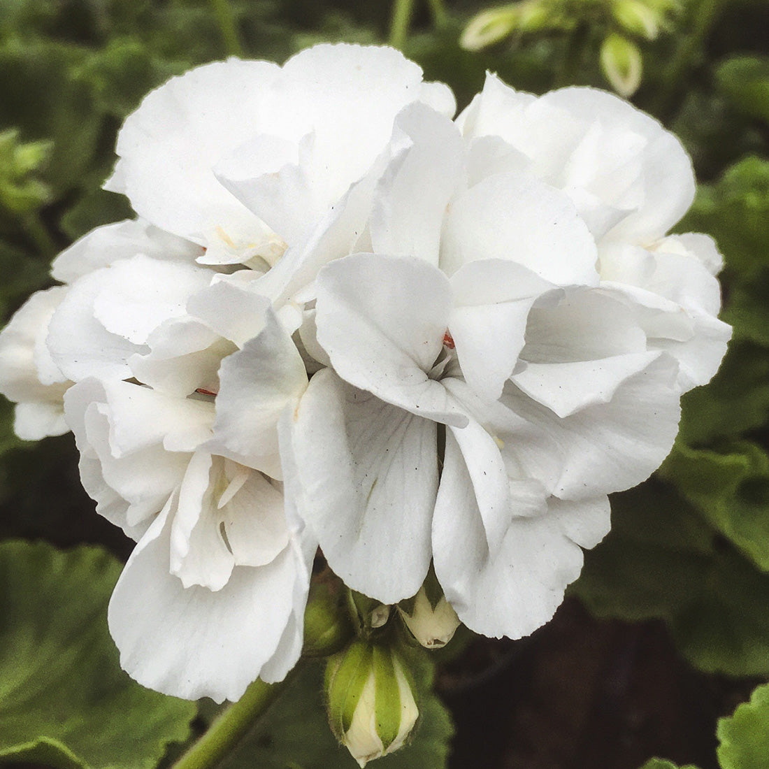 Geranium | Geranium