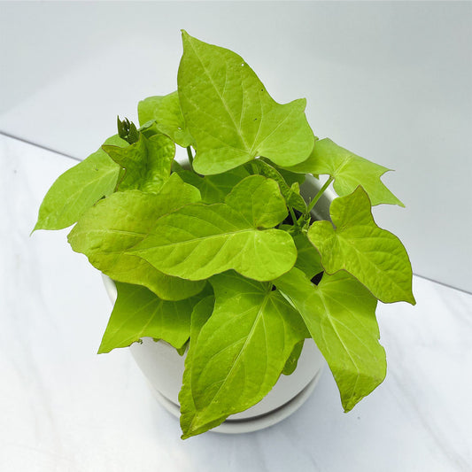 Ipomoea | Sweet Potato Vine