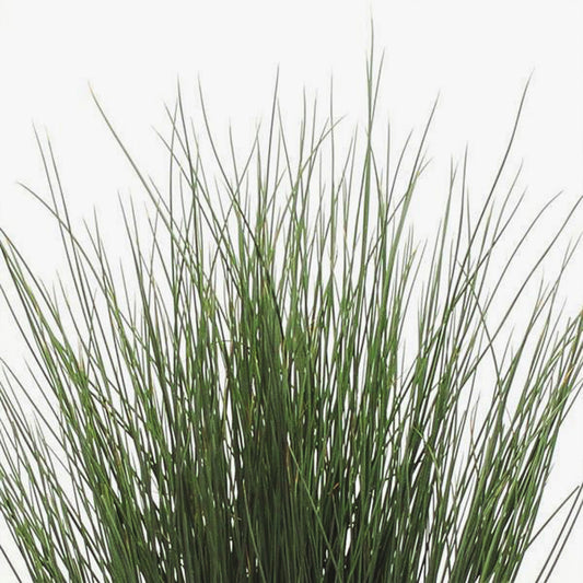 Juncus | ColorGrass Juncus