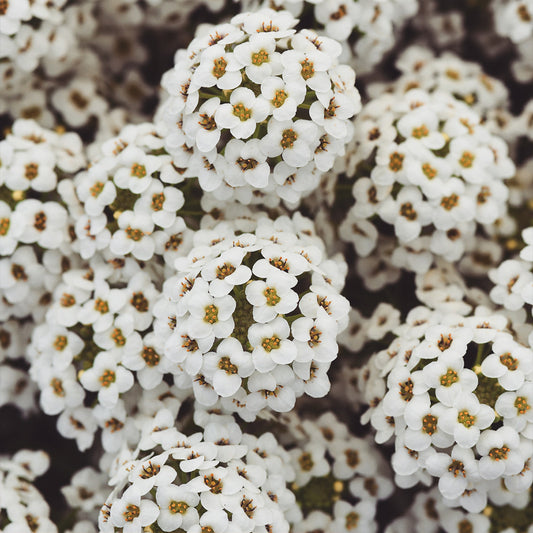 Lobularia | Sweet Alyssum