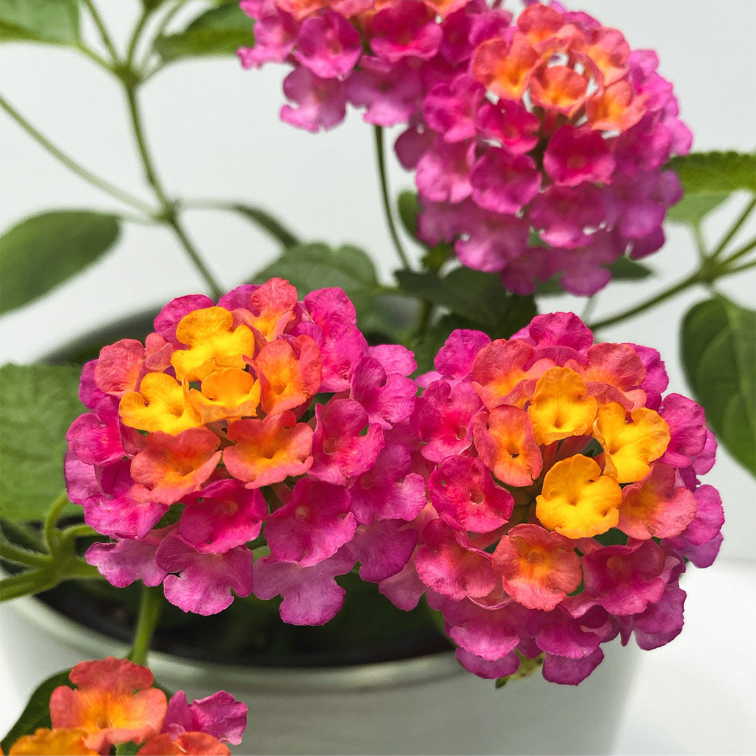 Lantana | Lucky Lantana