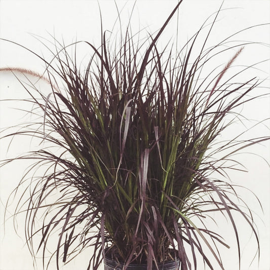 Pennisetum | Fountain Grass