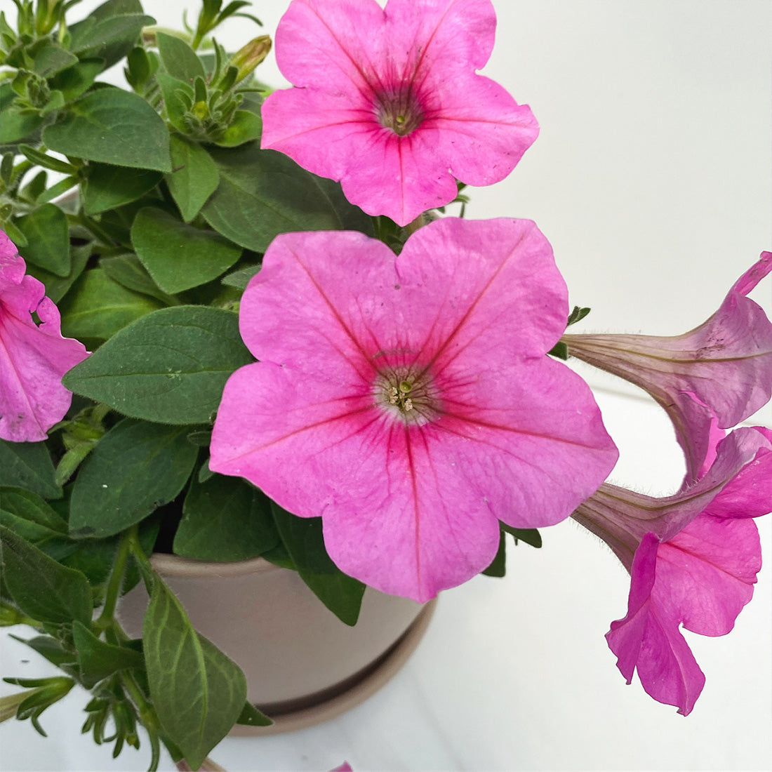 Petunia | Easy Wave Petunia