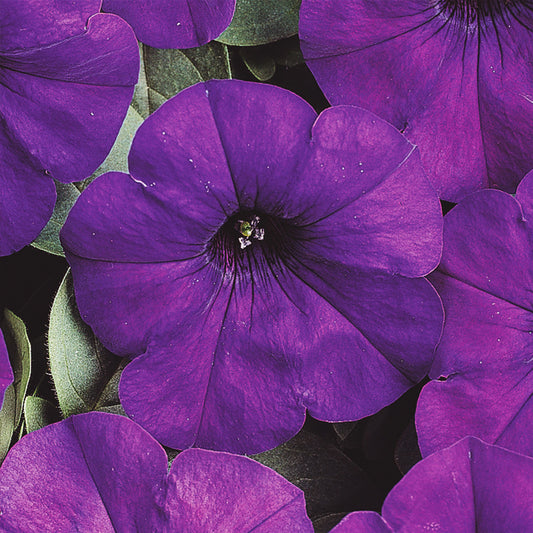 Petunia | 12 Count Wave Petunias