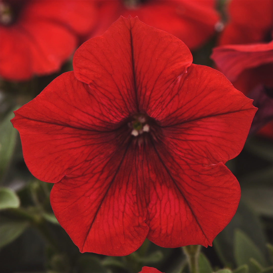 Petunia | 12 Count Wave Petunias