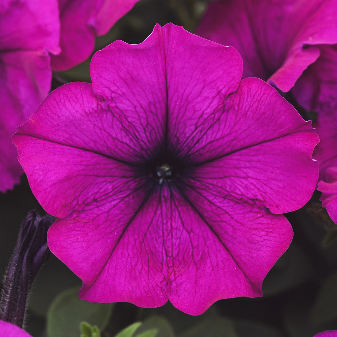 Petunia | 12 Count Wave Petunias