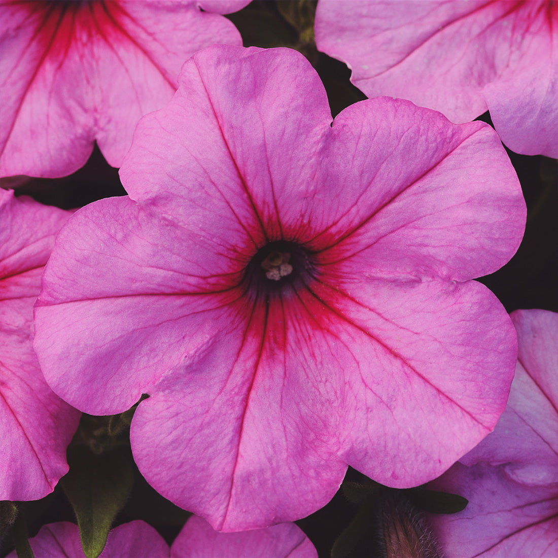 Petunia | 12 Count Wave Petunias