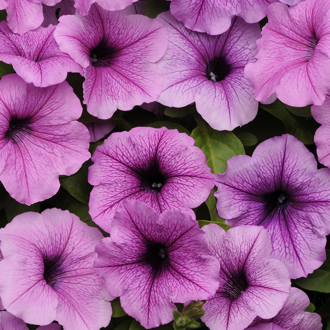 Petunia | 12 Count Wave Petunias